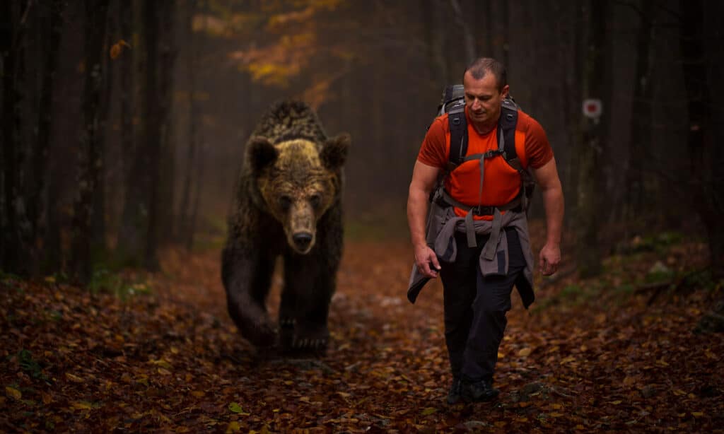 hike, bear, person, man, Grizzly Bear