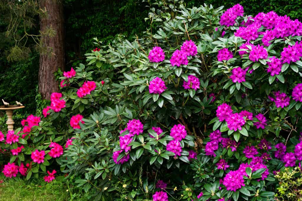 Rhododendrons in full bloom