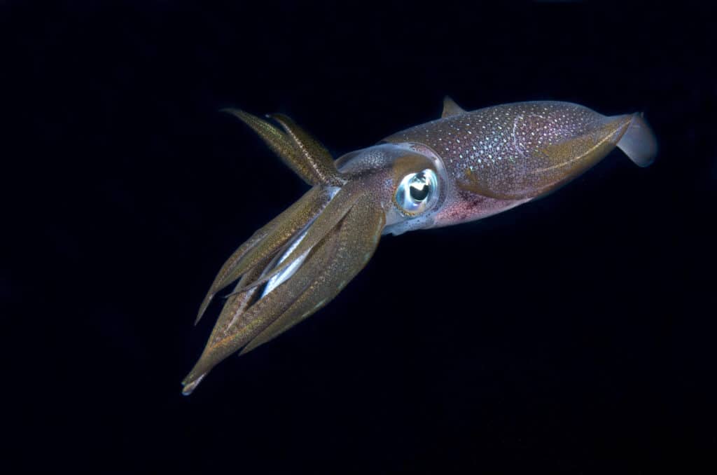 Bigfin Reef Squid in a night dive