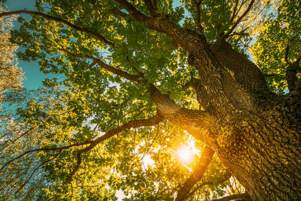 Oak tree from below