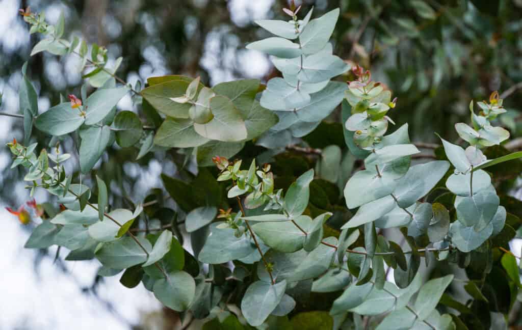 close-up of eucalyptus leaves on plants growing outdoors.