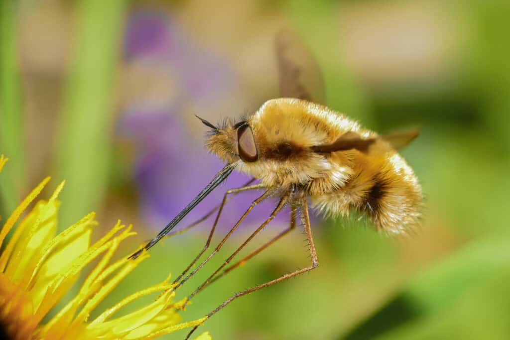 yellow flying insect