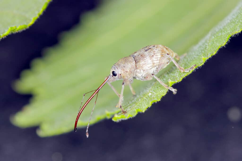 Nut weevil on a leaf