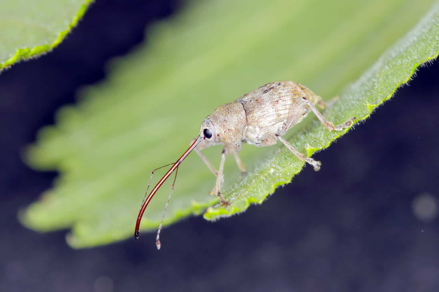 Discover the Top 10 Most Common Bugs with Long Antennae - A-Z Animals