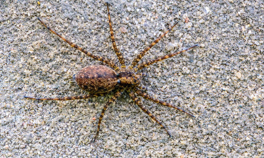 Arachnid, Brown, Close-up, Color Image, Colors