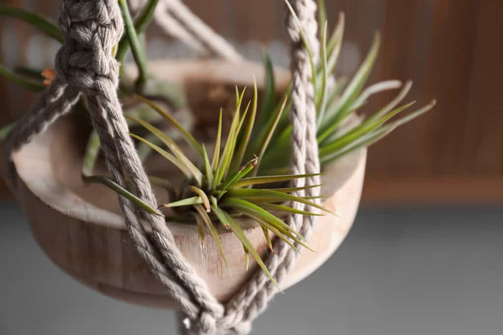 The Tillandsia plant grows without soil and basically requires no care.