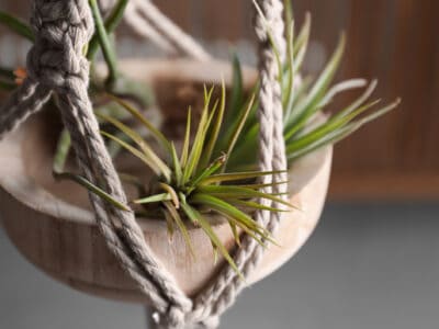 A 10 Hanging Plants To Consider In Your Home