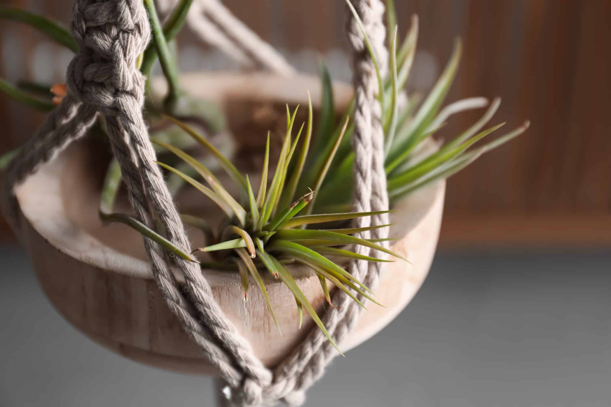 10 Hanging Plants To Consider In Your Home - AZ Animals