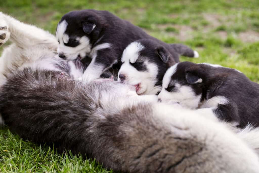 Puppies breastfeeding from mother outside on grass