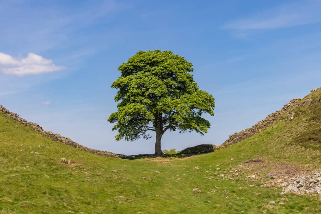 Sycamore from afar