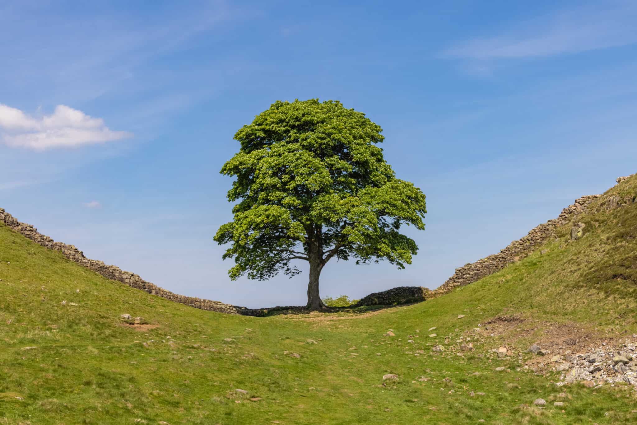 London Planetree vs. Sycamore: What Is the Difference? - A-Z Animals