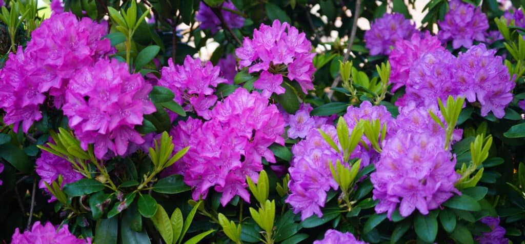 Rhododendron bush with purple flowers
