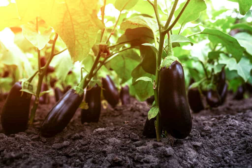 Growing fresh eggplant on branch.