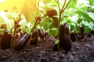 How to Grow Eggplant: Your Complete Guide Picture