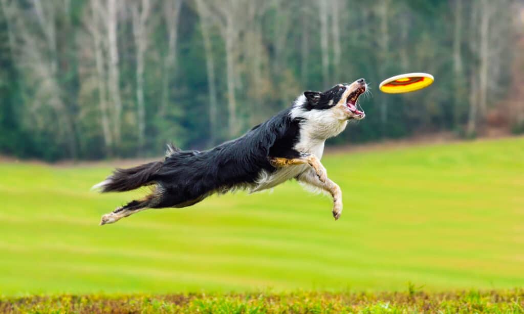 Dog, Plastic Disc, Catching, Jumping, Collie