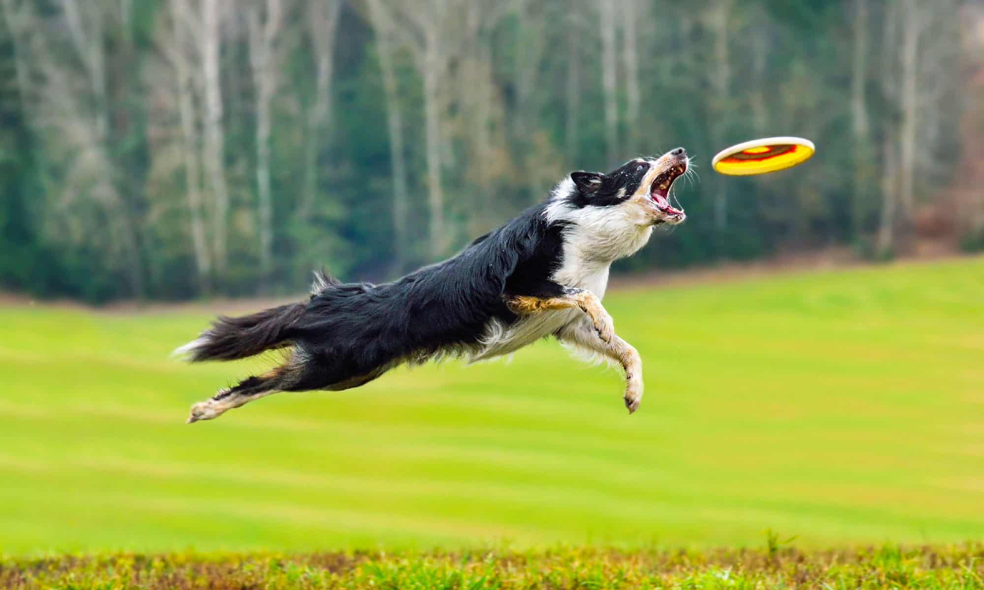 Dog, Plastic Disc, Catching, Jumping, Collie