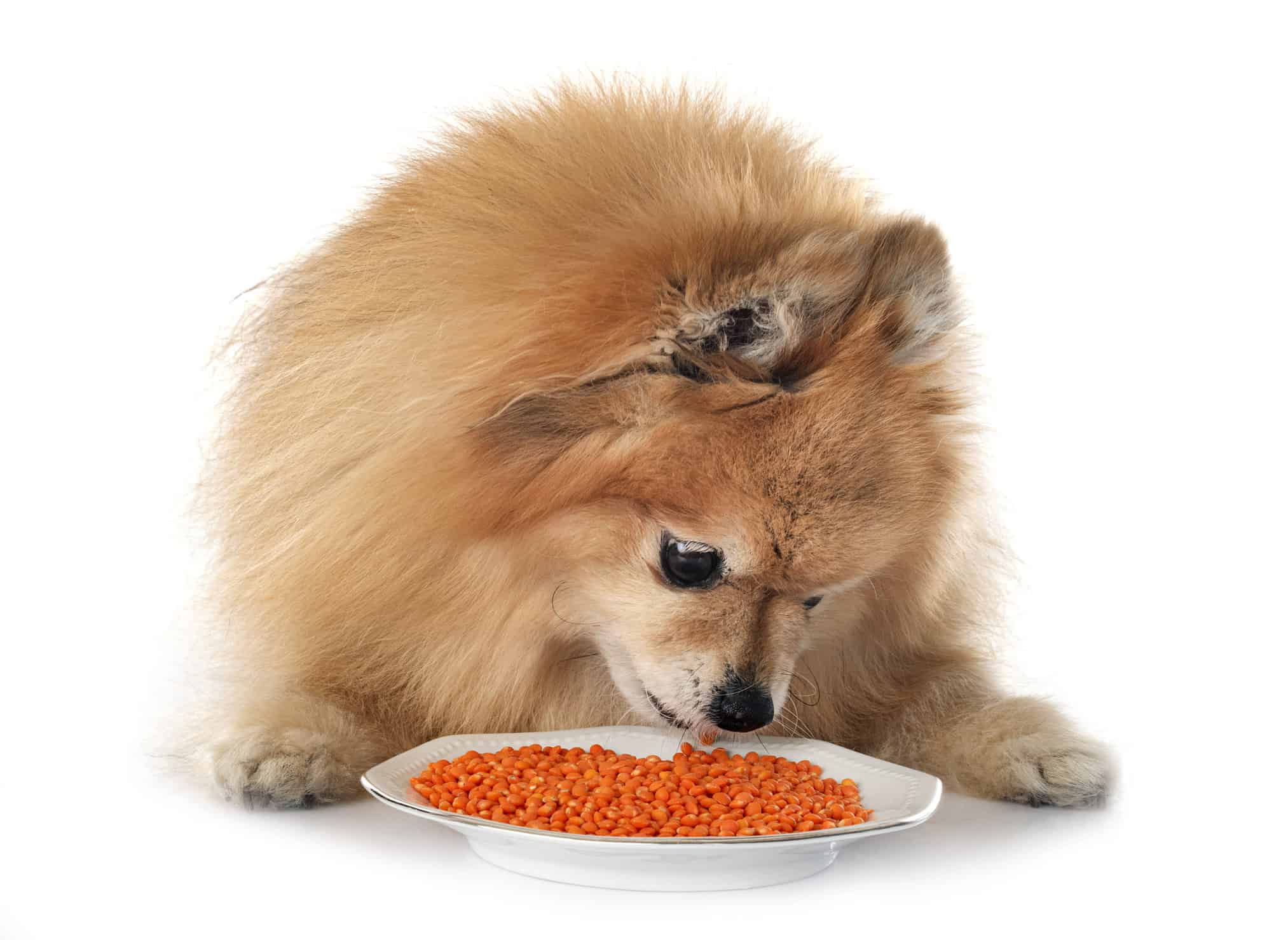 Pomeranian eating lentils