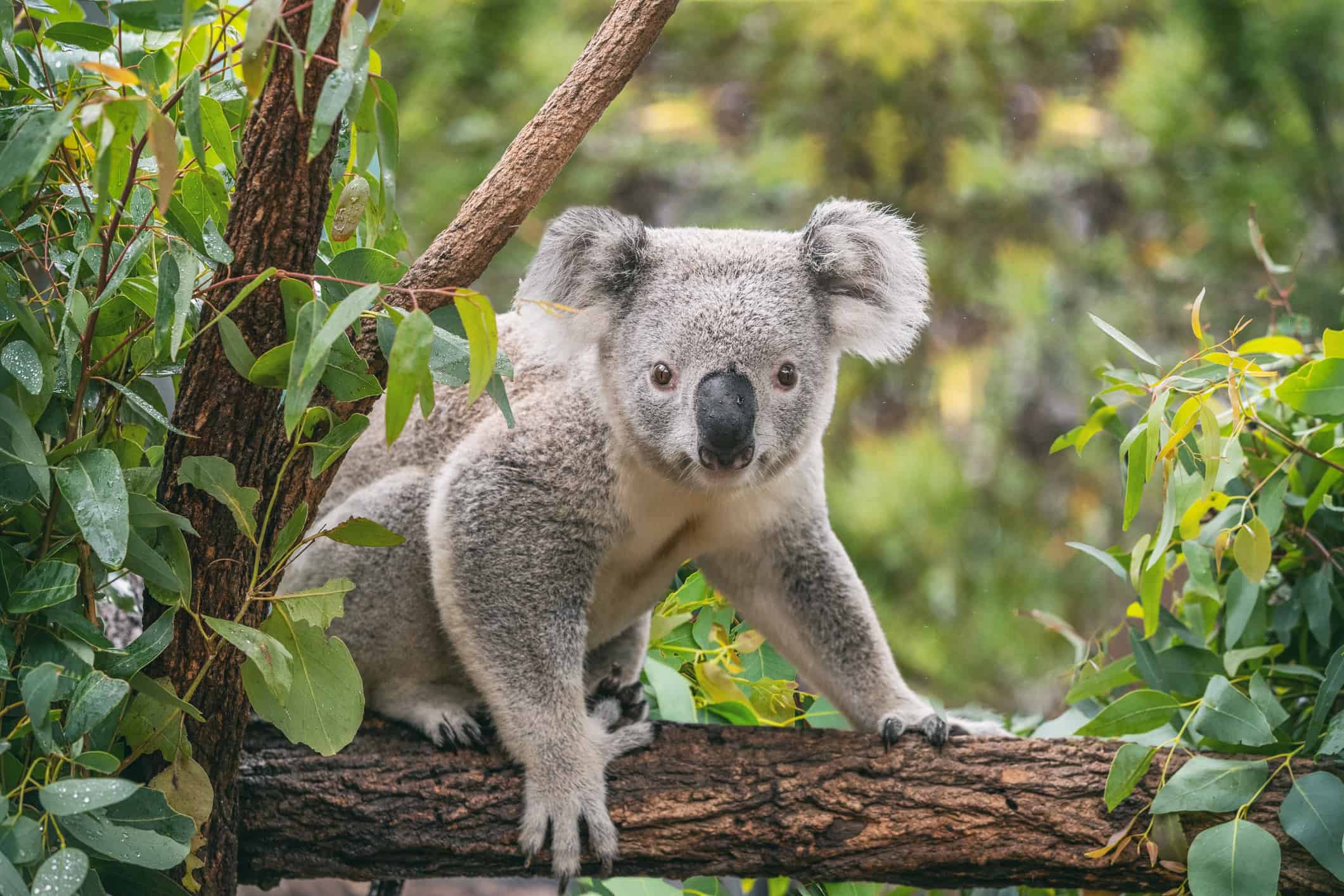 Koala Spirit Animal Symbolism and Meaning