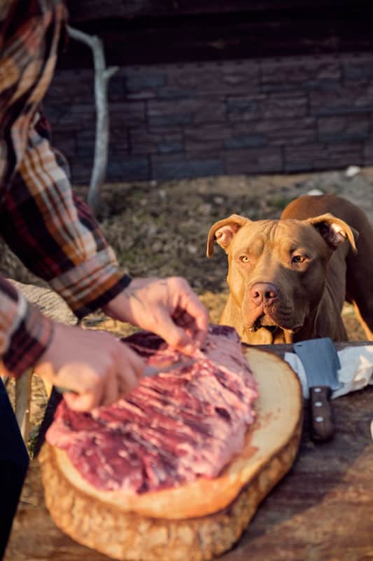 can you give dogs steak