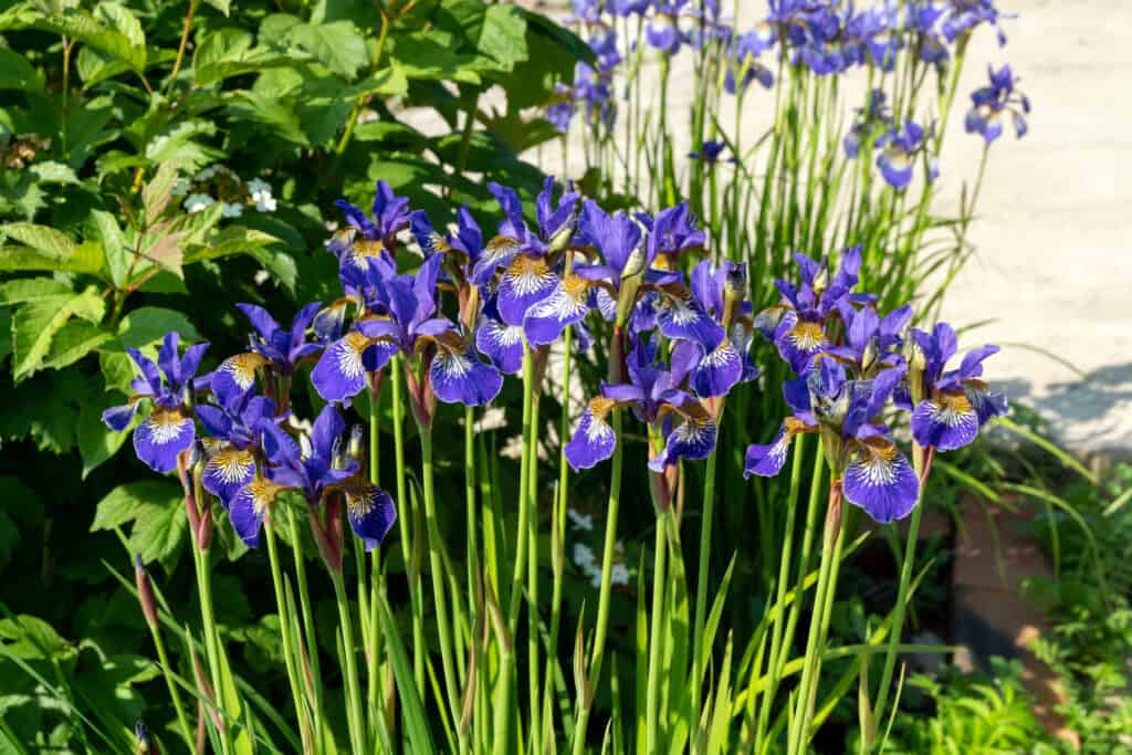 Blooming Siberian iris bushes