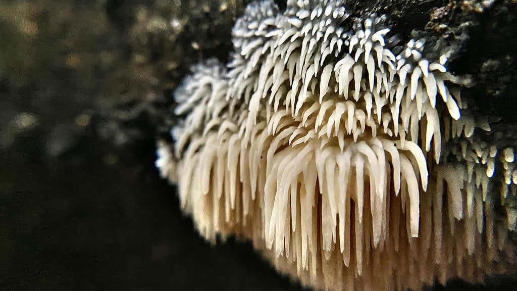 The lion's mane mushroom or hericium erinaceus sporting its long spines on the side of a log