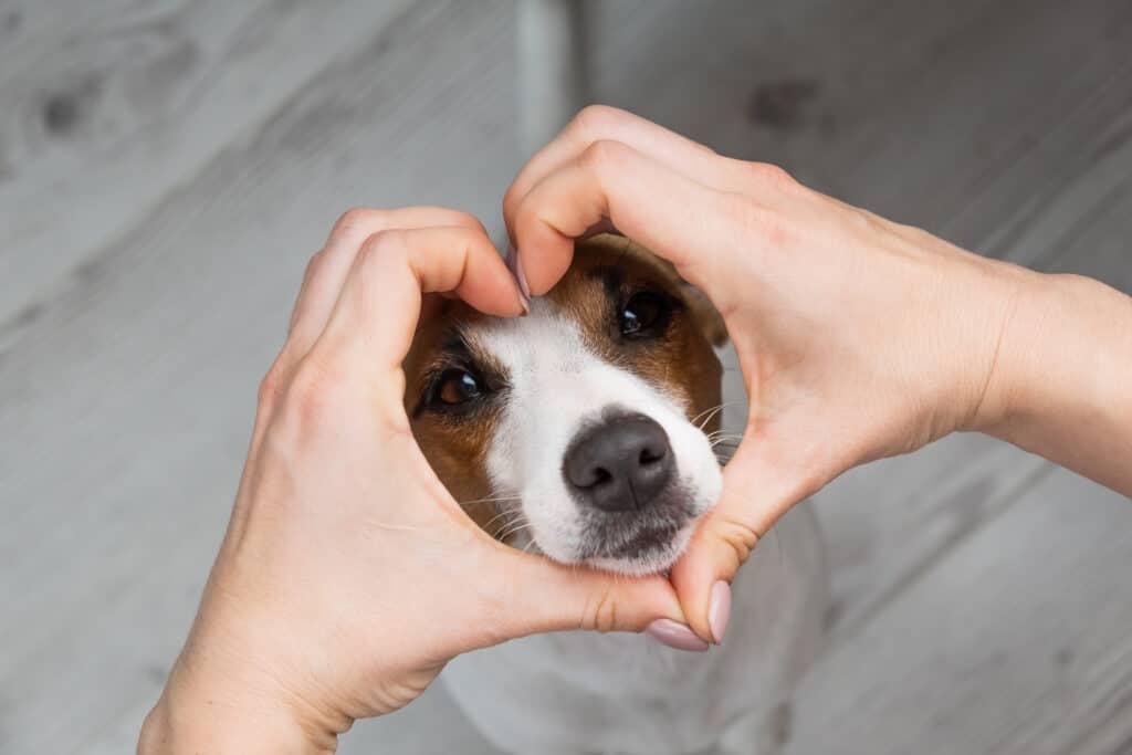 Jack Russell terrier with hands in the shape of a heart showing love.