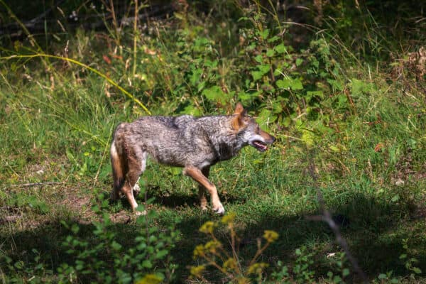The 10 Largest Wolves in the World - A-Z Animals