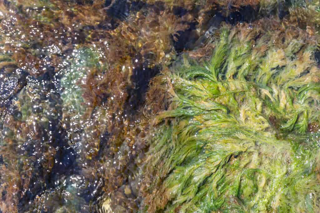 greenish / yellowish sea moss on a rocky coastline