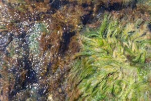 Purple Sea Moss vs. Irish Sea Moss Picture