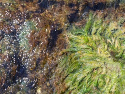A Purple Sea Moss vs. Irish Sea Moss