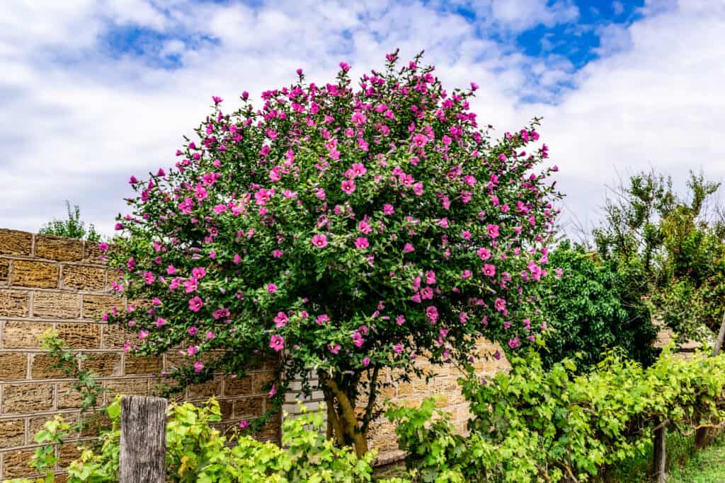 Blooming Hibiscus syriacus tree