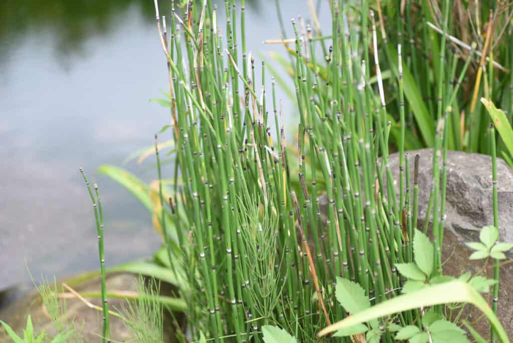 Horsetails growing along the water