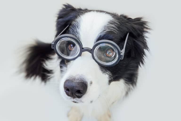 Dog wearing eye glasses