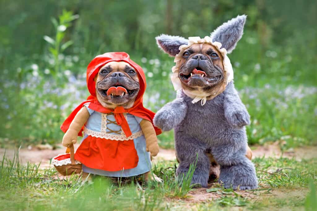 Pets, Halloween, Costumes, Forest, Animals