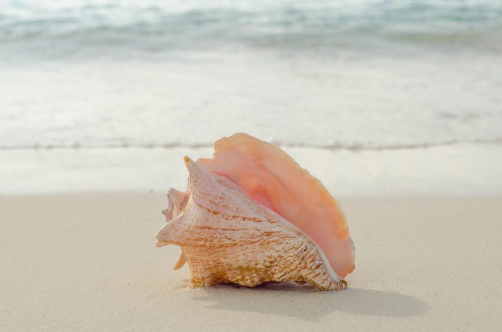 Conch shell on a beach in Grand Cayman