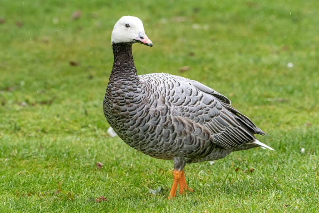 emperor goose on grass