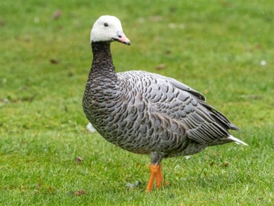 A Emperor Goose