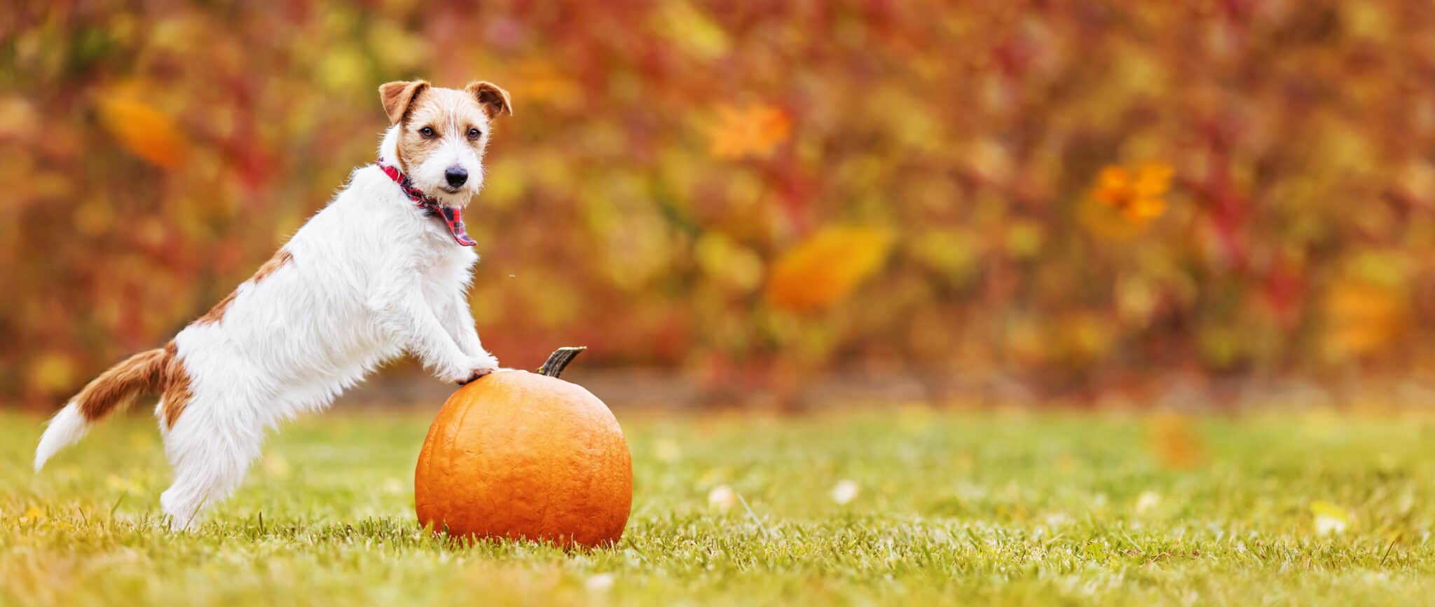 Can you give dogs pumpkin for diarrhea Clearance