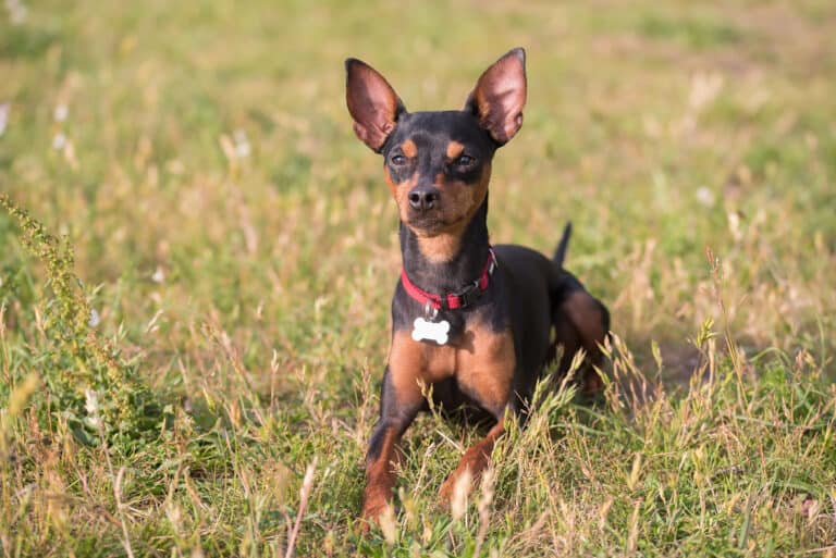 miniature pinscher laying on grass