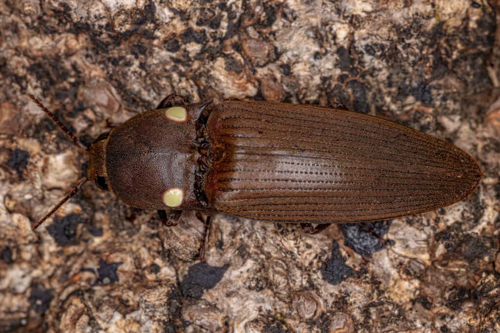 Adult Fire Click Beetle