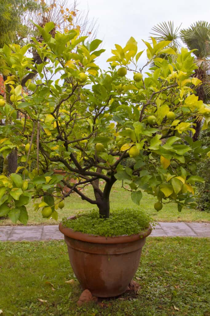 a lemon tree in a large terra cotta pot on a lawn of clipped green grass, with a sidewalk behind it, and then more of the green lawn.