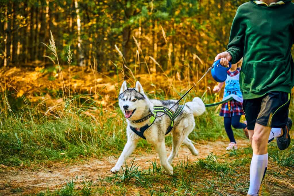 Ahuskey-like dog wearing a neon-yellow harnessayyached to a retractable leash with a bright blue casing, held by a tall, sinewy human wearing black athletic shorts and a jade green long-sleeved shirt, and white knee socks. The dog and the human are running/ jogging. a female presenting child runs in the background. They are wearing navy tights, a red/blue/white plaid dress. Over the dress is worn a light blue sleeveless athletic shirt with a black number and a logo. The y are on a greenway trail with golden grass and green trees in the background. It is daytime. 