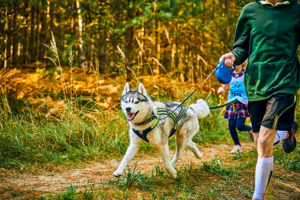 Dog, Autumn, Jogging, Animal Harness, Family