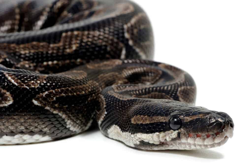 axanthic ball python