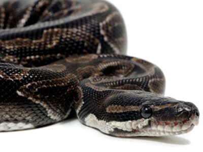 Axanthic Ball Python Picture