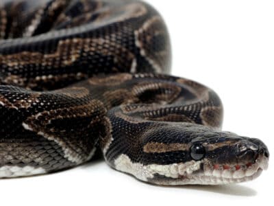 A Axanthic Ball Python