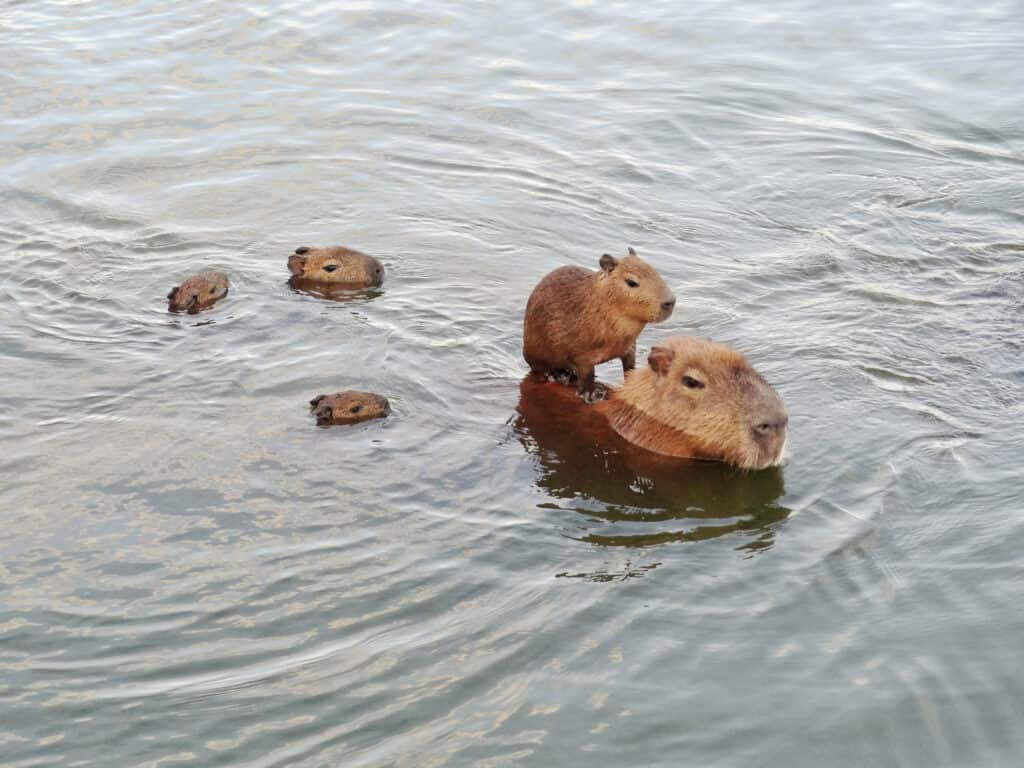 What Is A Group Of Capybaras Called And How Do They Behave A Z Animals