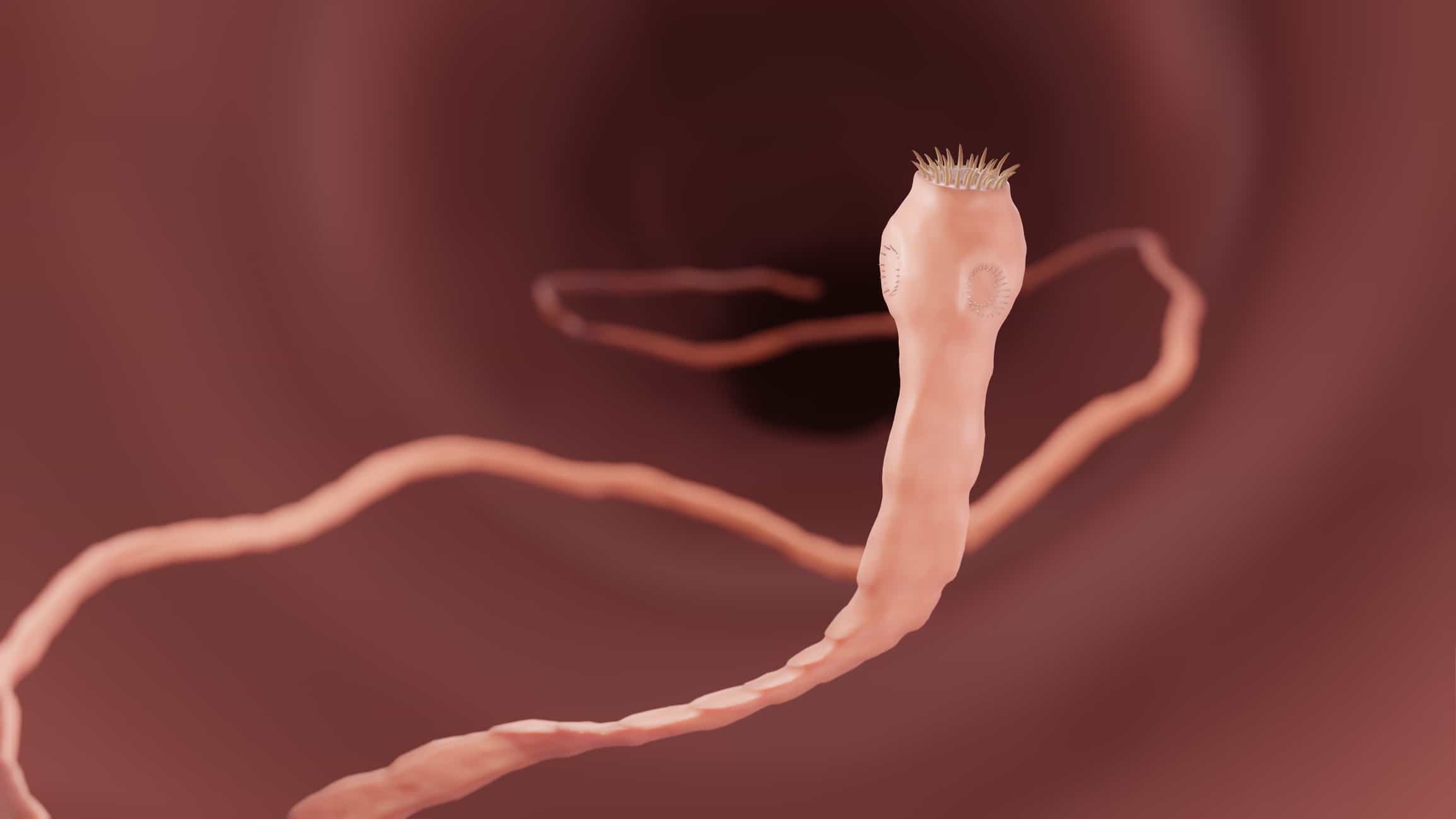 What Do Tapeworms Eat A Z Animals