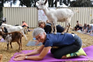 What is Goat Yoga? All You Need to Know About This Adorable Practice Picture