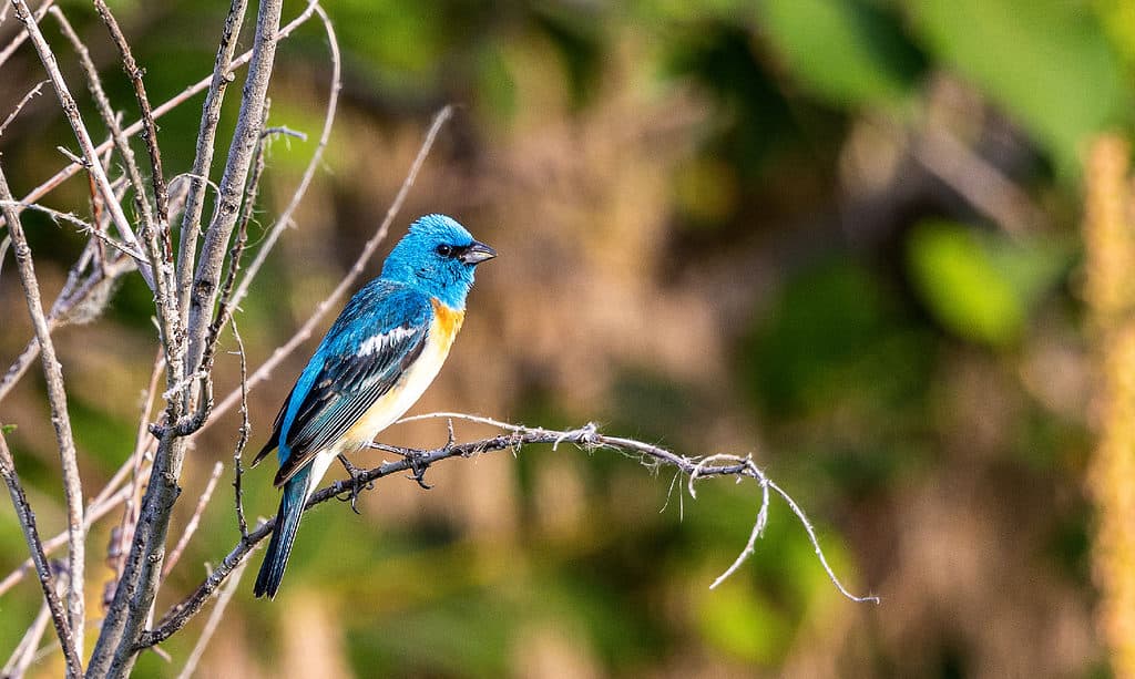 Lazuli Bunting, Animal, Animal Wildlife, Beauty In Nature, Bird